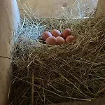 Glatz Hof Nockberge דירה Gnesau