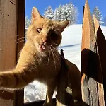 Glatz Hof Nockberge דירה Gnesau