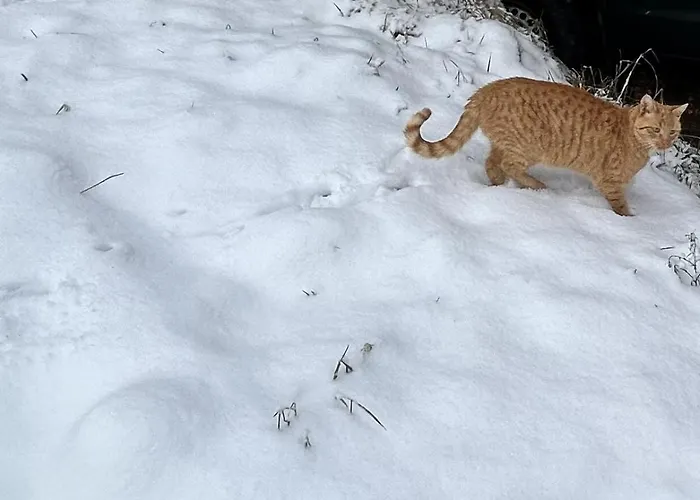 Glatz Hof Nockberge * Gnesau