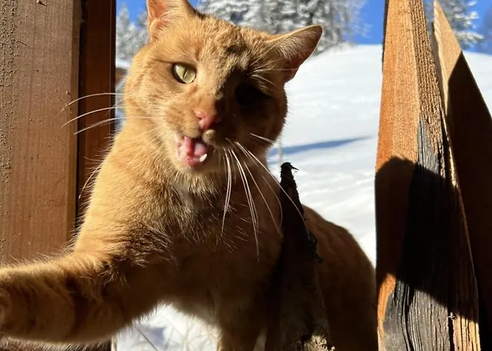 Glatz Hof Nockberge Apartament Gnesau